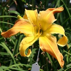 WHIP CITY CARAMELIE SLAM